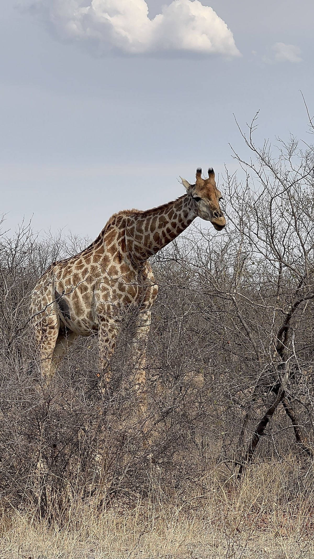 Girafe dans Kruger Park