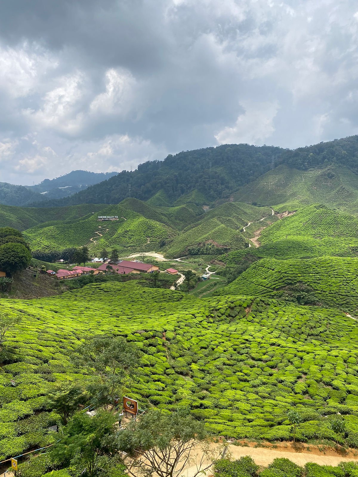 Champs de thé - Cameron Highlands