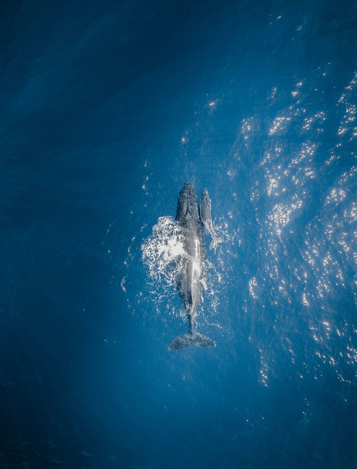Baleine à bosse Ile de la Réunion