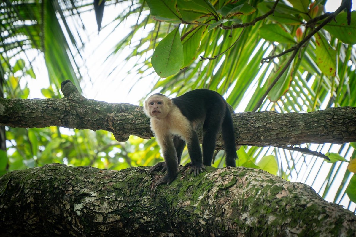 Parc Corcovado Costa Rica