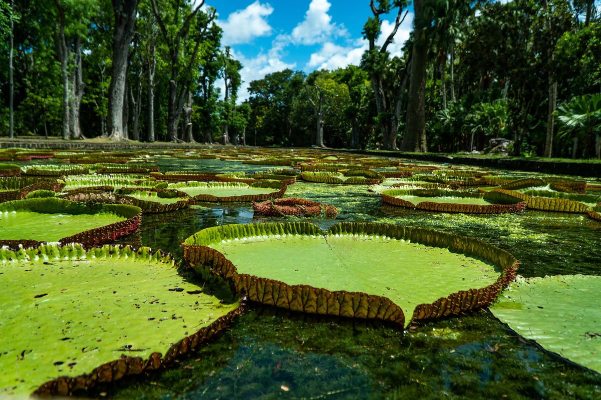 Nénuphars Géants Pamplemousse