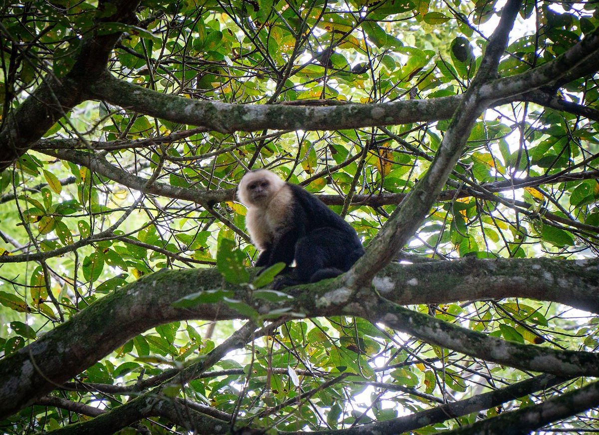 Parc Corcovado Costa Rica
