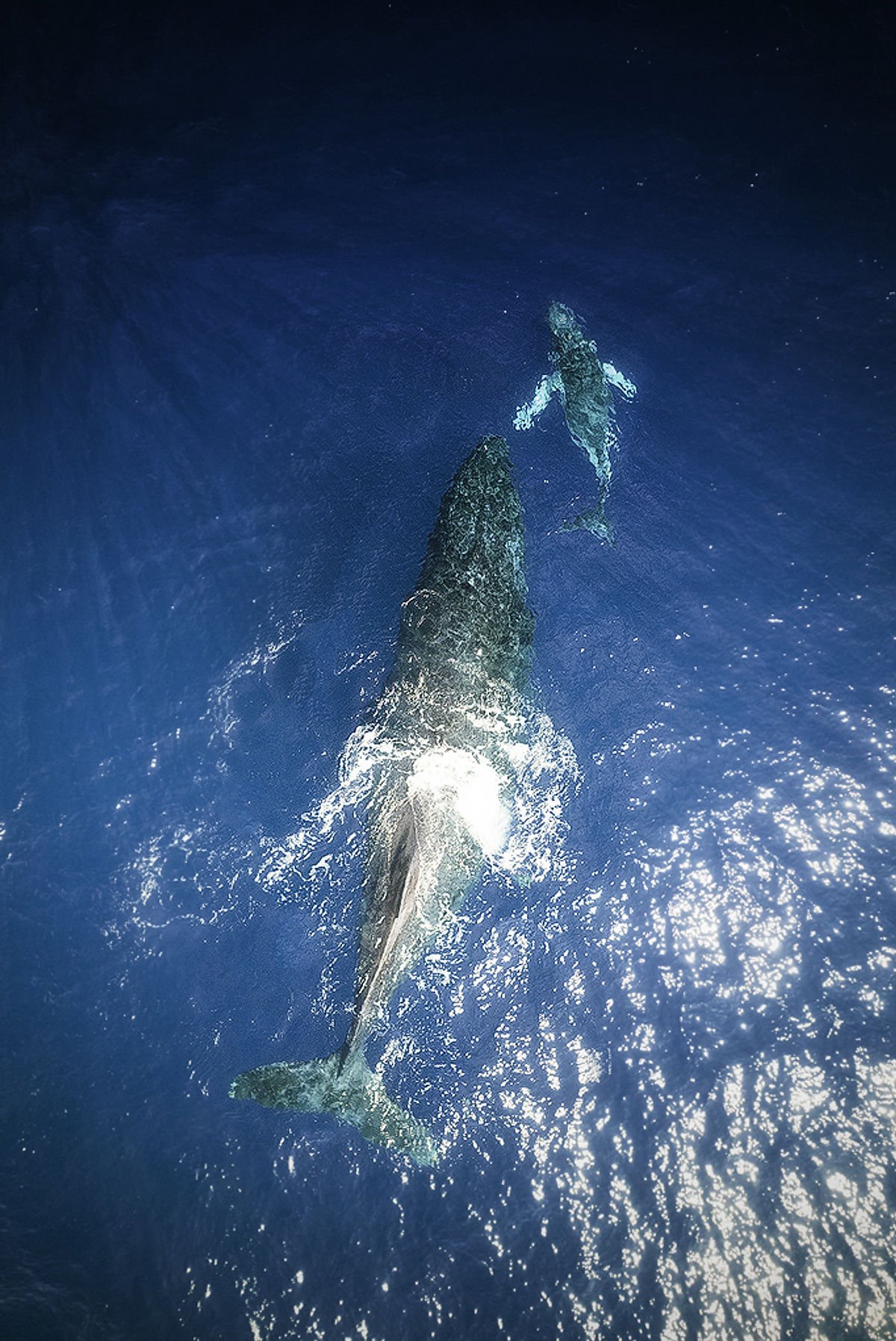 Baleine à bosse Ile de la Réunion