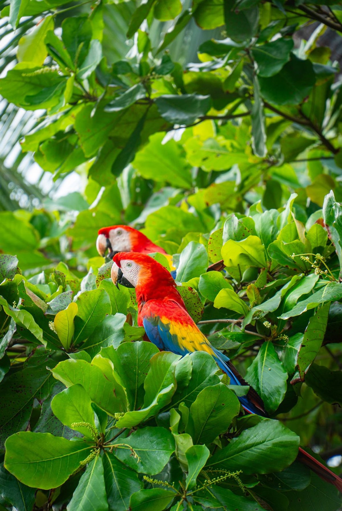 Parc Corcovado Costa Rica