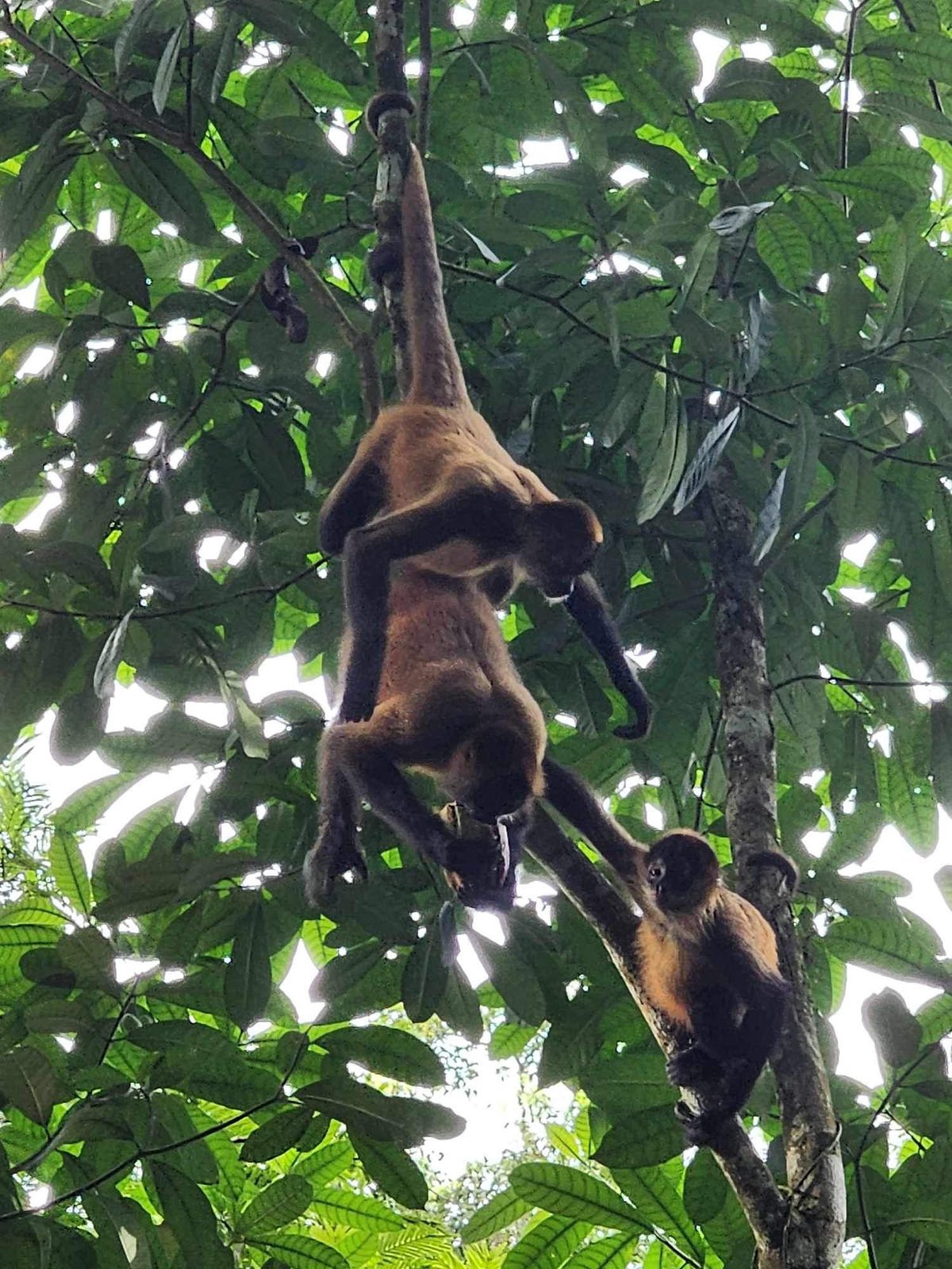 Singe Araignée au Parc Tortuguero