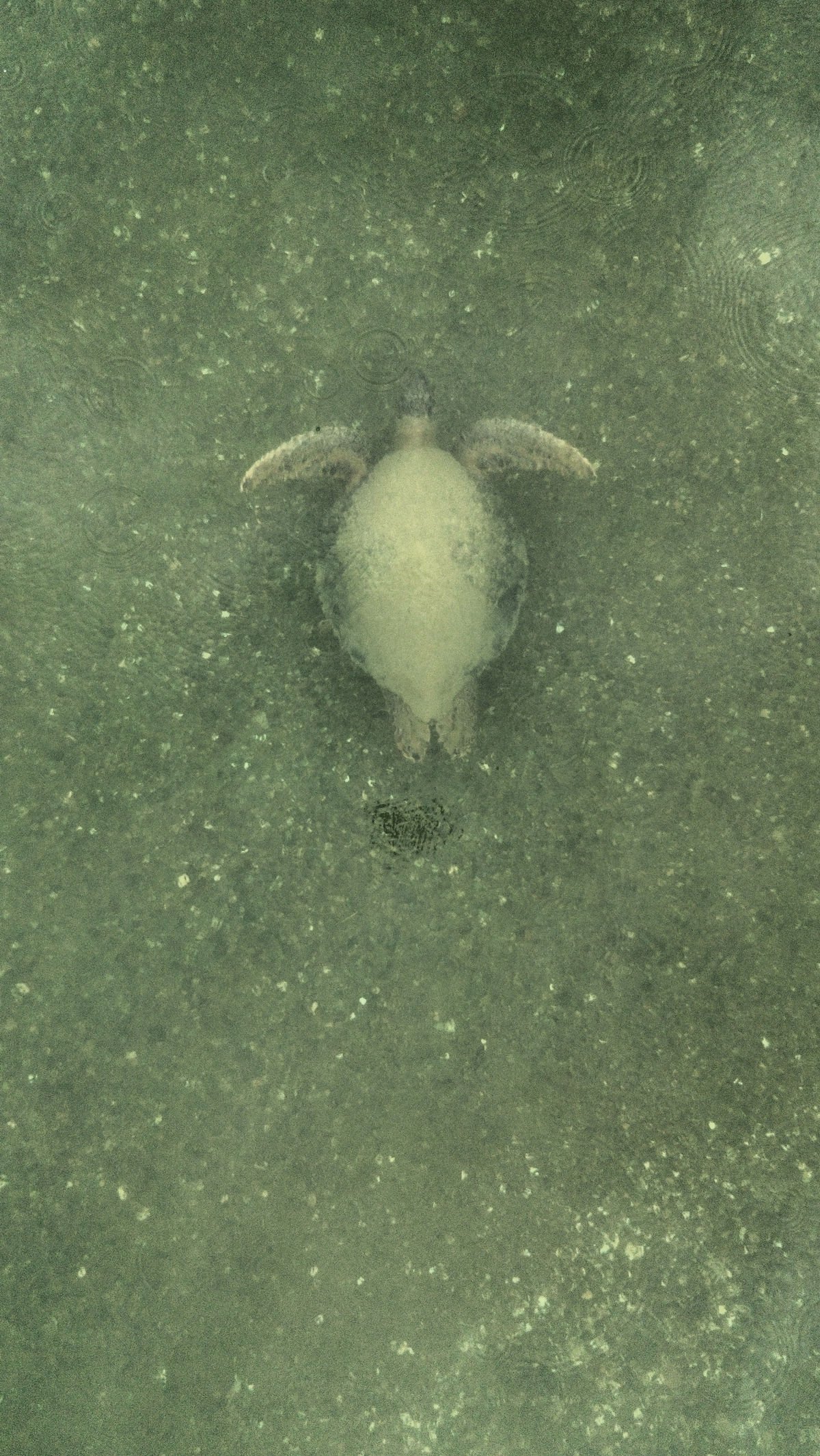 Tortue marine à Playa Blanca - Costa Rica 
