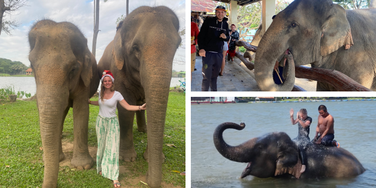 Volontariat auprès des éléphants en Thaïlande