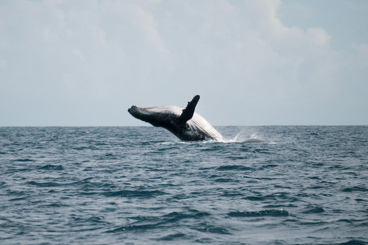 Baleine a La Réunion 
