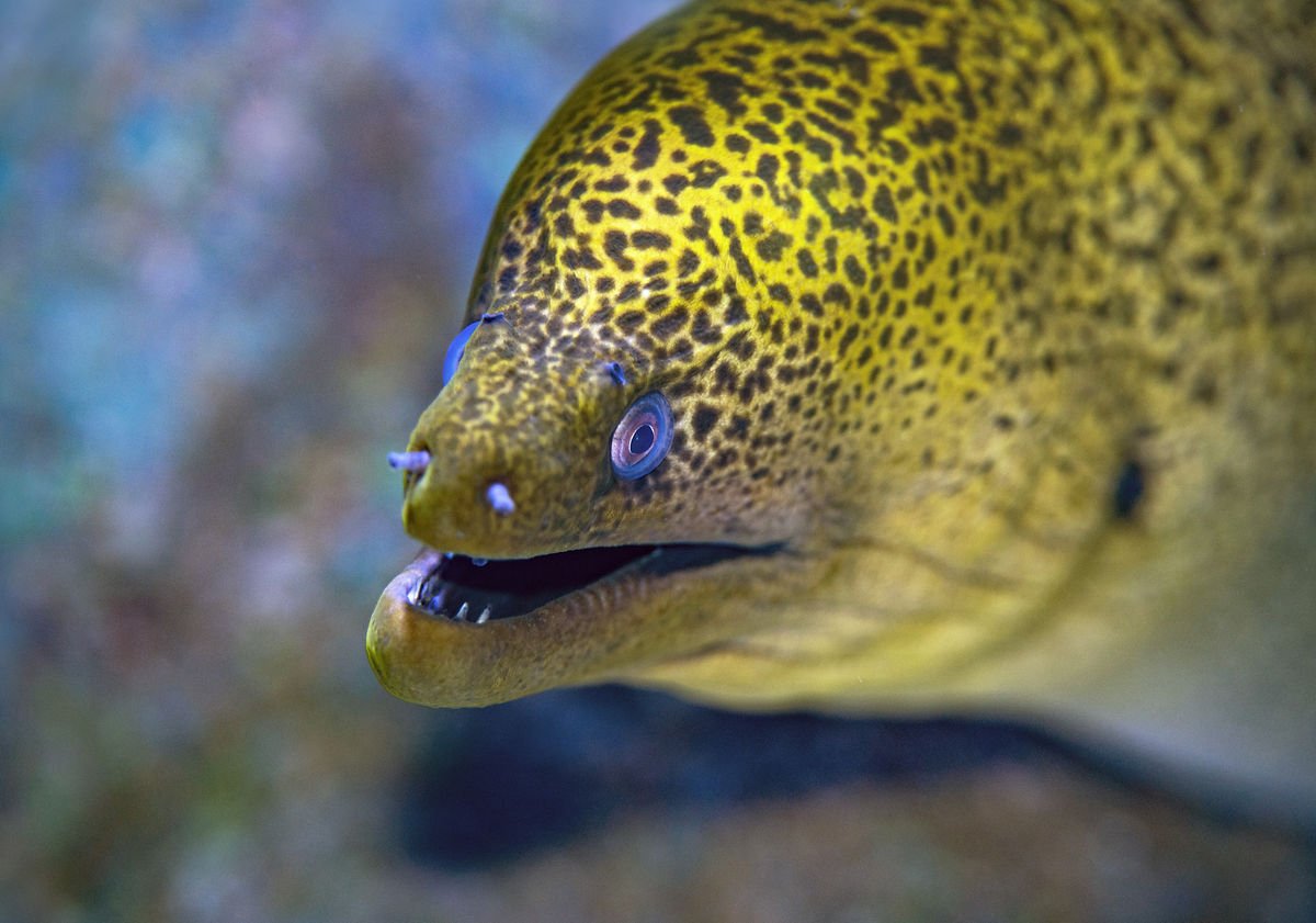 ree