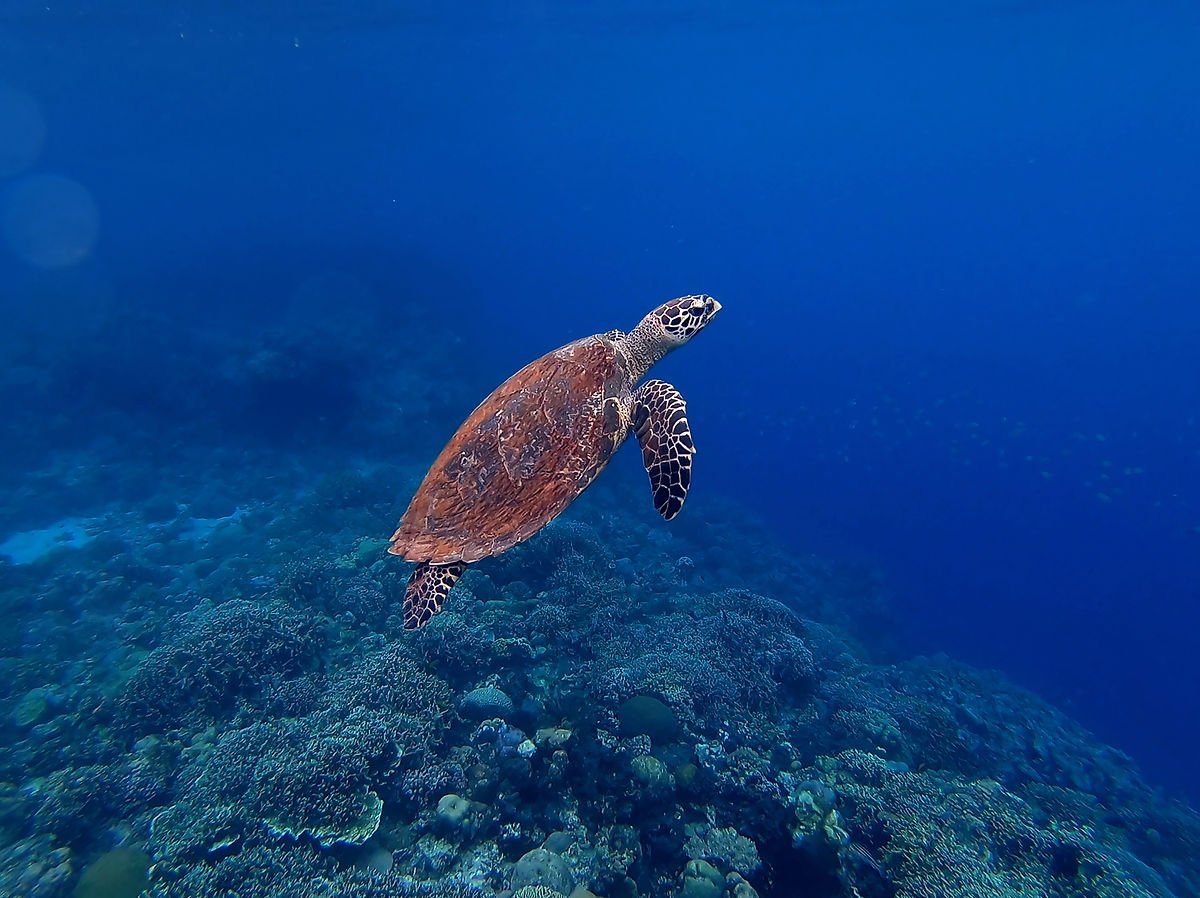 Tortue