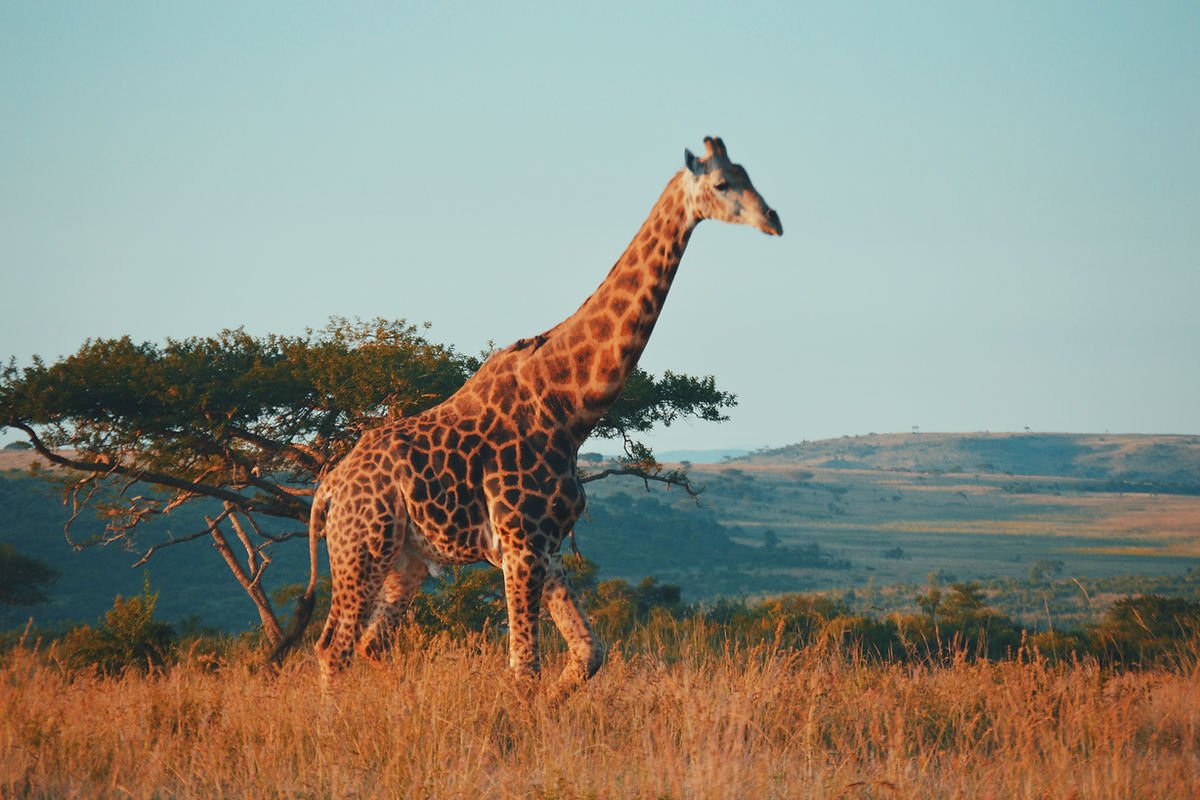 Resté connecté en Afrique du sud