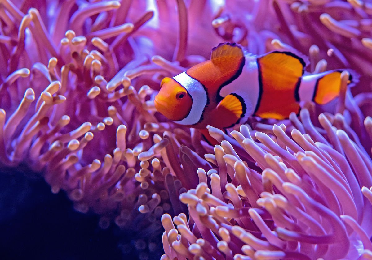 Aquarium 