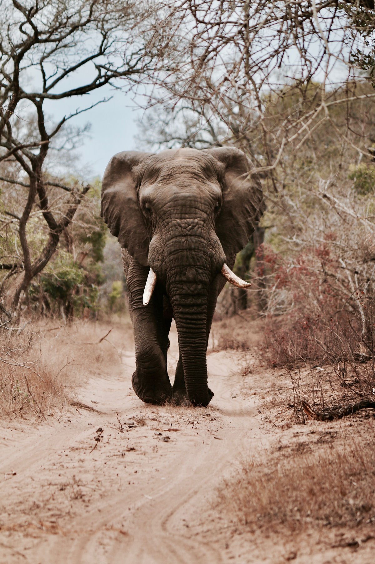 Éléphant Afrique du Sud
