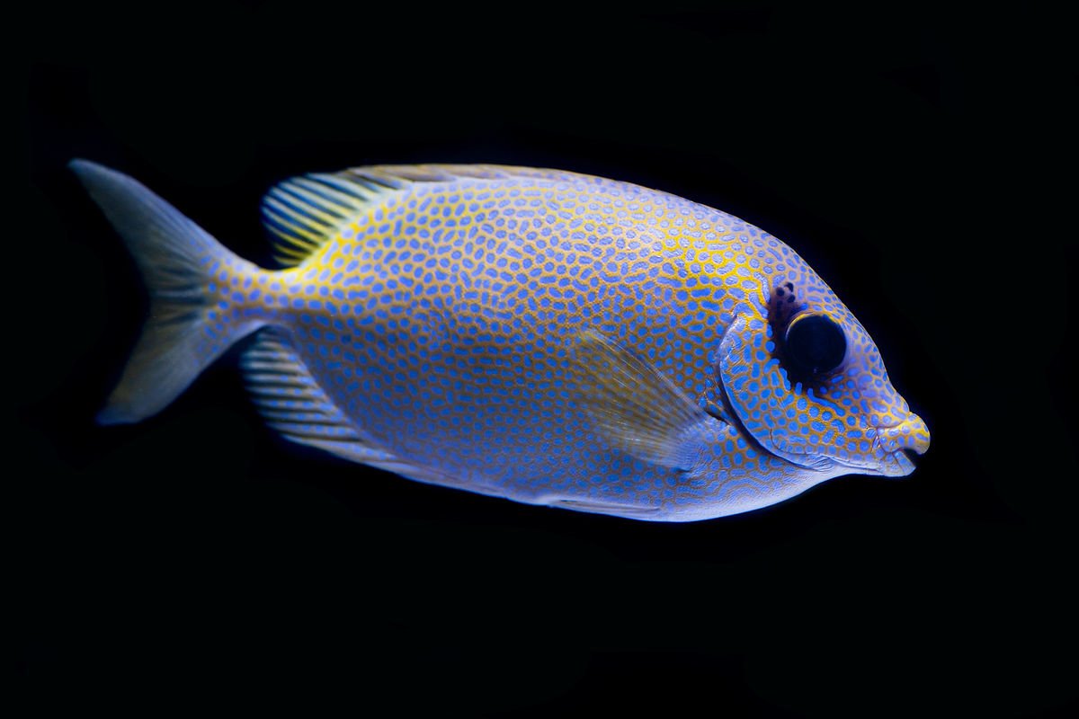 Aquarium 