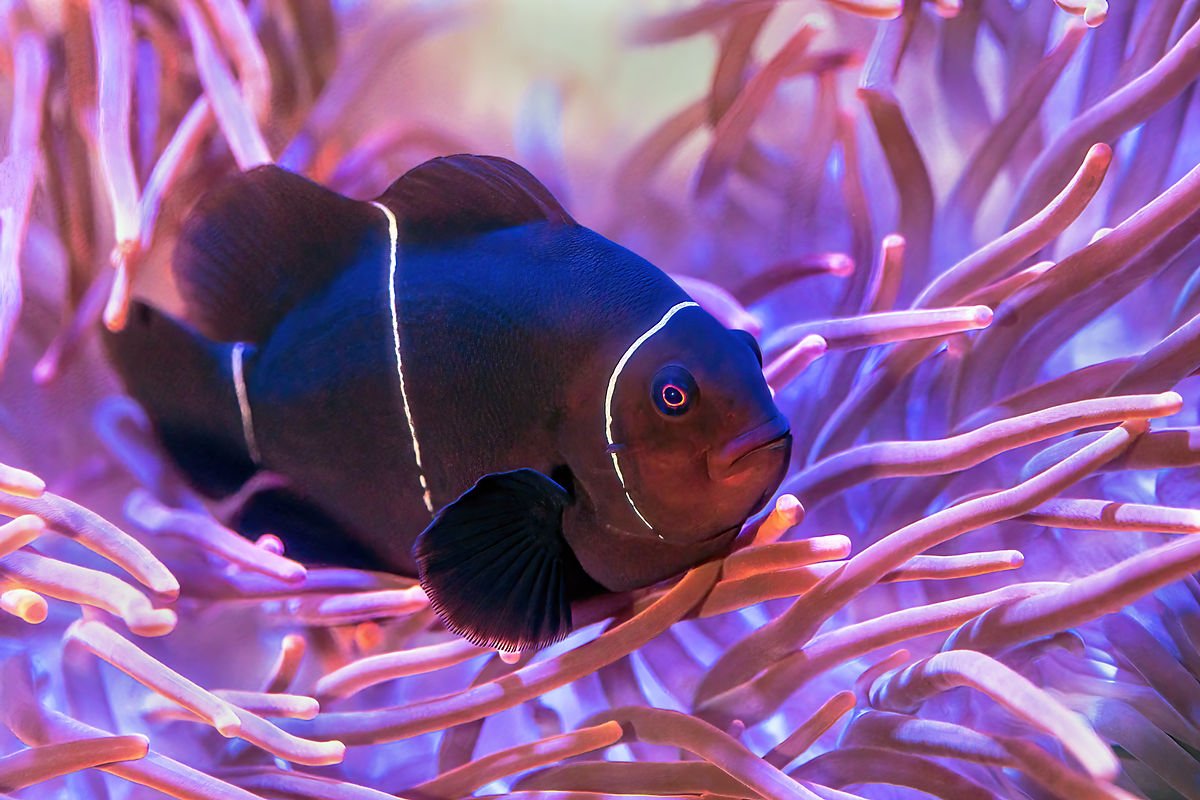 Aquarium 
