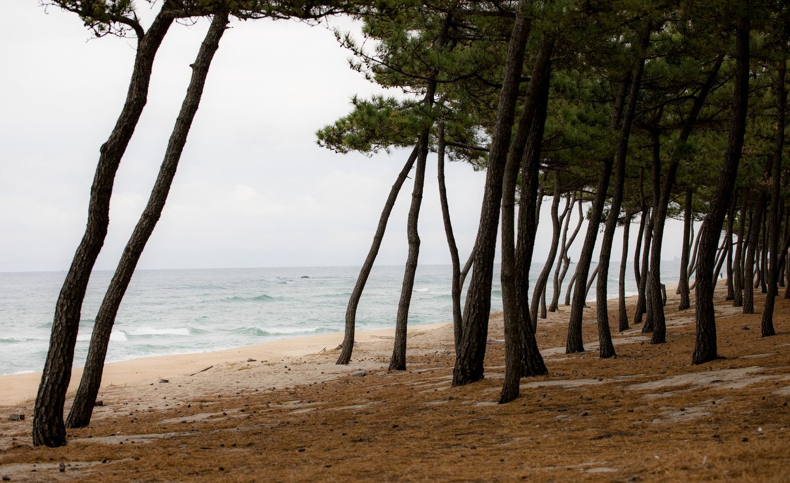 Forêt littorale en bord d’océan pour illustrer une balade à l’Étang-Salé