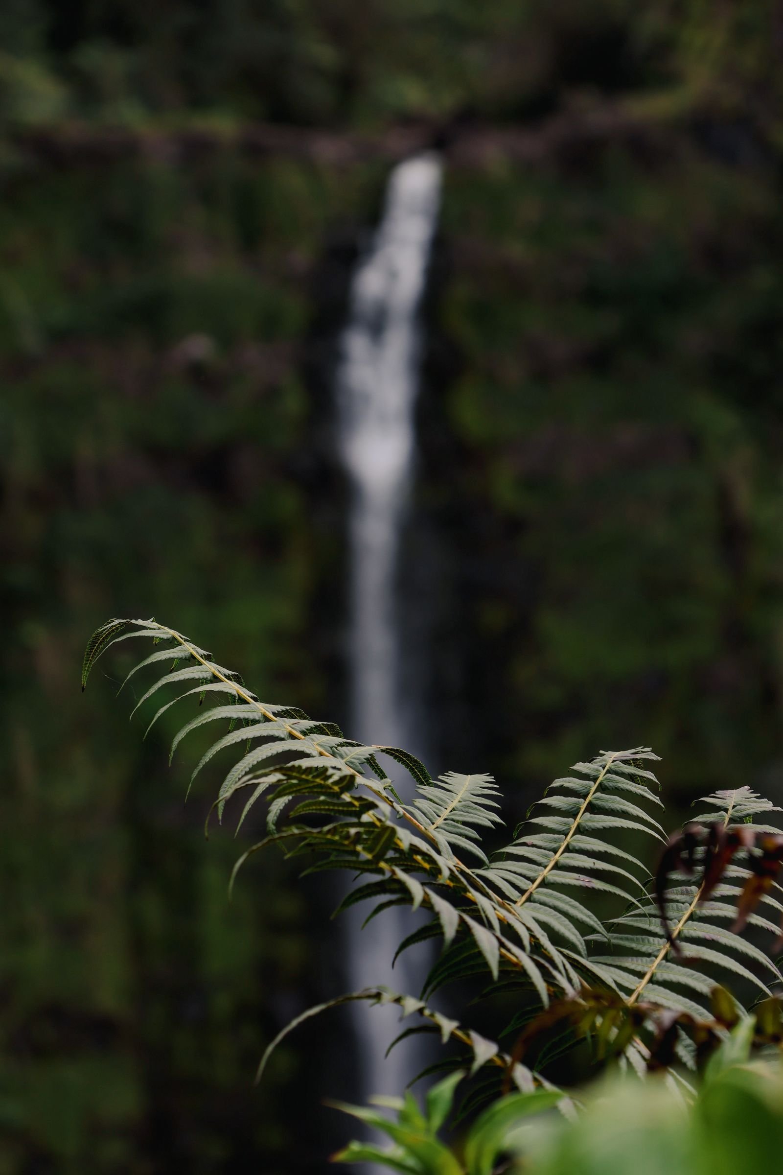 Sentier et végétation de forêt tropicale