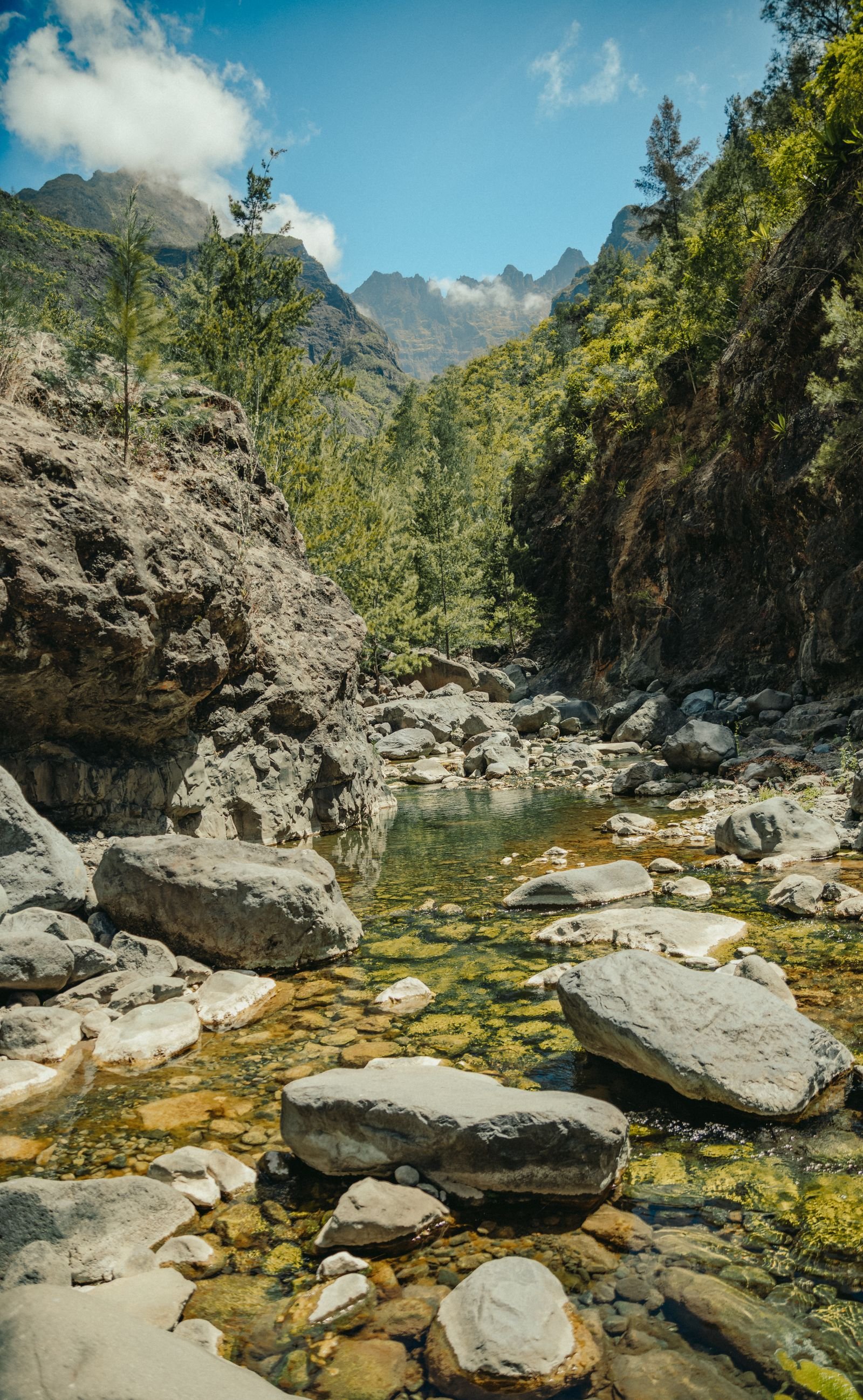 Cours d’eau entouré d’une végétation luxuriante à La Réunion