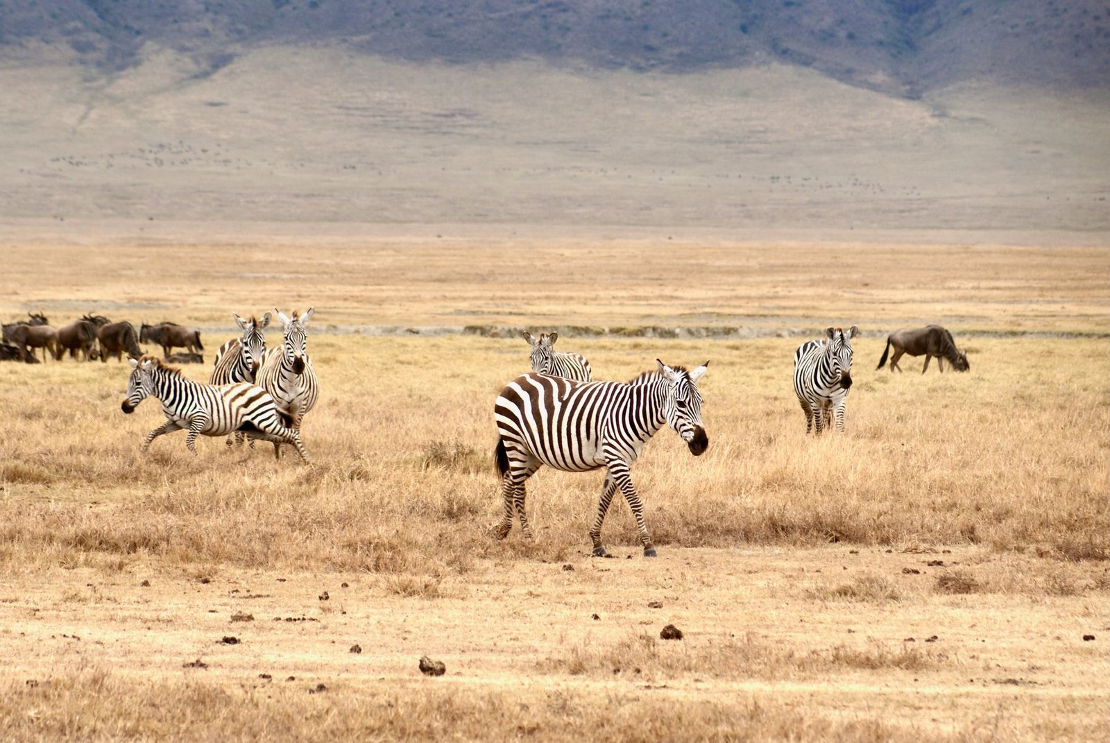 Zèbres et gnous dans les plaines d Arusha en Tanzanie