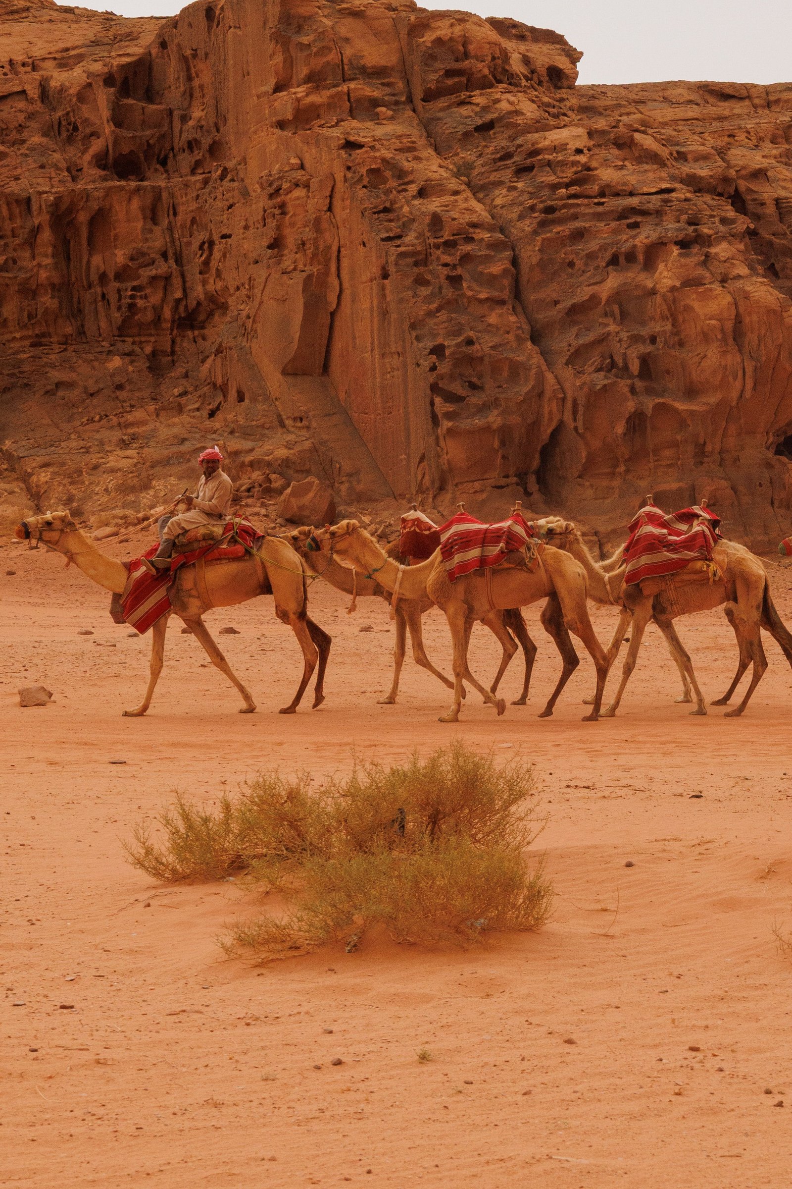 Caravane de chameaux dans le désert du Wadi Rum en Jordanie