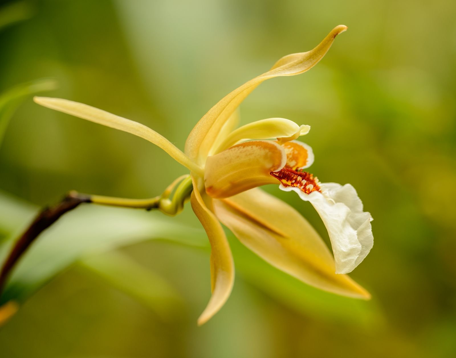 Fleur tropicale, illustration de la culture de la vanille