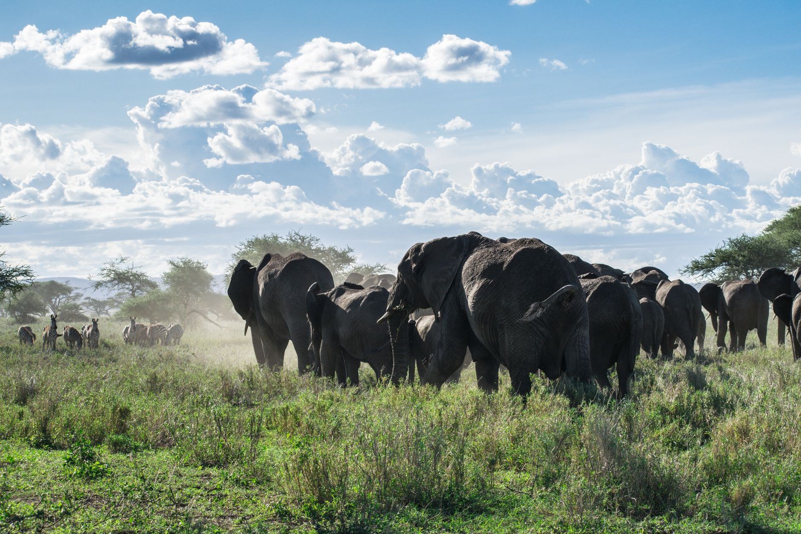 Troupeau d éléphants dans la savane tanzanienne